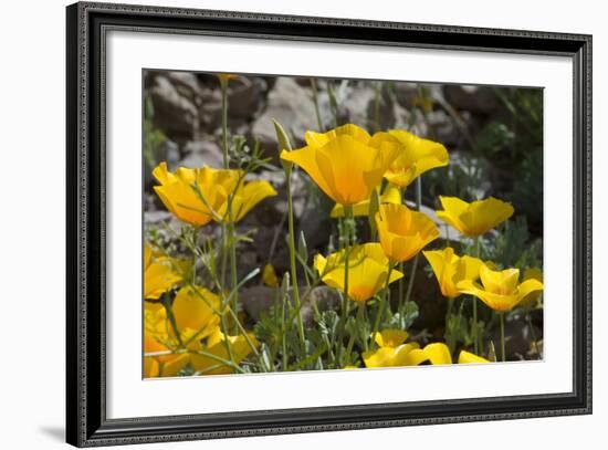 Mexican Poppies Blooming in the Little Florida Mountains, New Mexico-null-Framed Photographic Print