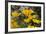 Mexican Poppies Blooming in the Little Florida Mountains, New Mexico-null-Framed Photographic Print