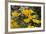 Mexican Poppies Blooming in the Little Florida Mountains, New Mexico-null-Framed Photographic Print