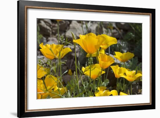 Mexican Poppies Blooming in the Little Florida Mountains, New Mexico-null-Framed Photographic Print