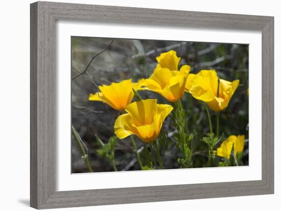 Mexican Poppies Blooming in the Little Florida Mountains, New Mexico-null-Framed Photographic Print