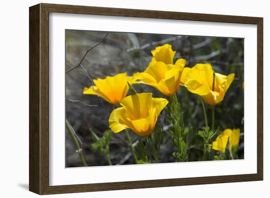 Mexican Poppies Blooming in the Little Florida Mountains, New Mexico-null-Framed Photographic Print