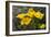 Mexican Poppies Blooming in the Little Florida Mountains, New Mexico-null-Framed Photographic Print