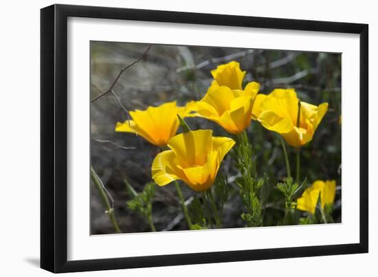 Mexican Poppies Blooming in the Little Florida Mountains, New Mexico-null-Framed Photographic Print