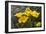 Mexican Poppies Blooming in the Little Florida Mountains, New Mexico-null-Framed Photographic Print