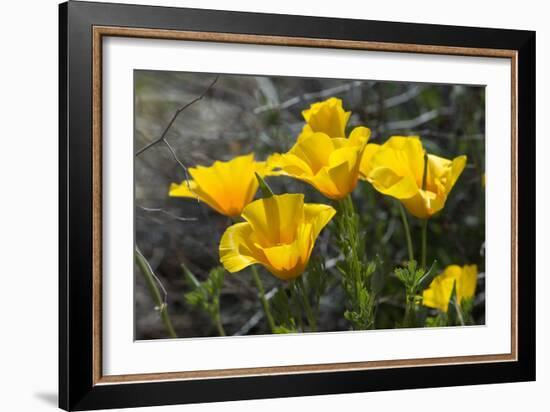 Mexican Poppies Blooming in the Little Florida Mountains, New Mexico-null-Framed Photographic Print