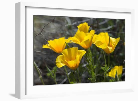 Mexican Poppies Blooming in the Little Florida Mountains, New Mexico-null-Framed Photographic Print