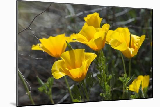 Mexican Poppies Blooming in the Little Florida Mountains, New Mexico-null-Mounted Photographic Print