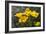 Mexican Poppies Blooming in the Little Florida Mountains, New Mexico-null-Framed Photographic Print