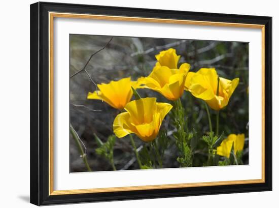 Mexican Poppies Blooming in the Little Florida Mountains, New Mexico-null-Framed Photographic Print