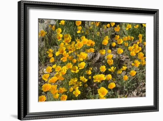 Mexican Poppies Blooming in the Little Florida Mountains, New Mexico-null-Framed Photographic Print