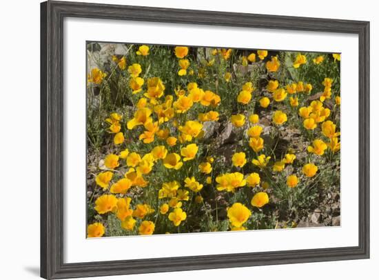 Mexican Poppies Blooming in the Little Florida Mountains, New Mexico-null-Framed Photographic Print