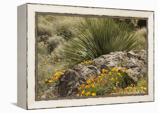 Mexican Poppies, narrow-Leaf Yucca and Other Chihuahuan Desert Plants in Rockhound State Park, NM-null-Framed Premier Image Canvas