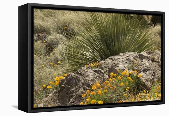 Mexican Poppies, narrow-Leaf Yucca and Other Chihuahuan Desert Plants in Rockhound State Park, NM-null-Framed Premier Image Canvas