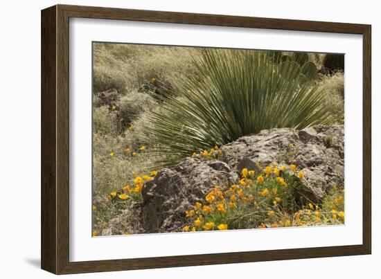 Mexican Poppies, narrow-Leaf Yucca and Other Chihuahuan Desert Plants in Rockhound State Park, NM-null-Framed Photographic Print