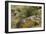 Mexican Poppies, narrow-Leaf Yucca and Other Chihuahuan Desert Plants in Rockhound State Park, NM-null-Framed Photographic Print