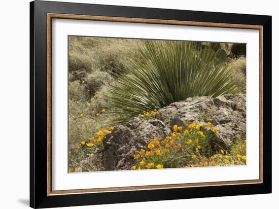 Mexican Poppies, narrow-Leaf Yucca and Other Chihuahuan Desert Plants in Rockhound State Park, NM-null-Framed Photographic Print