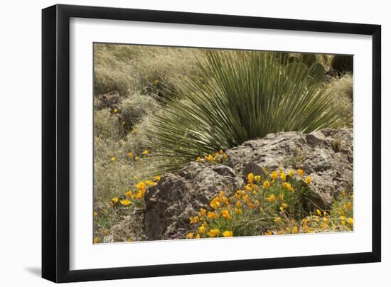 Mexican Poppies, narrow-Leaf Yucca and Other Chihuahuan Desert Plants in Rockhound State Park, NM-null-Framed Photographic Print