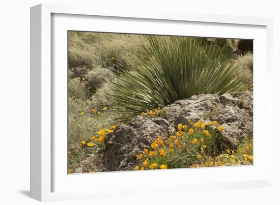 Mexican Poppies, narrow-Leaf Yucca and Other Chihuahuan Desert Plants in Rockhound State Park, NM-null-Framed Photographic Print