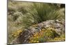 Mexican Poppies, narrow-Leaf Yucca and Other Chihuahuan Desert Plants in Rockhound State Park, NM-null-Mounted Photographic Print