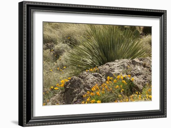 Mexican Poppies, narrow-Leaf Yucca and Other Chihuahuan Desert Plants in Rockhound State Park, NM-null-Framed Photographic Print