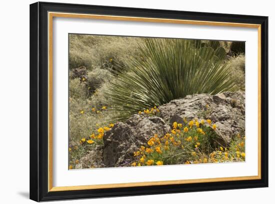 Mexican Poppies, narrow-Leaf Yucca and Other Chihuahuan Desert Plants in Rockhound State Park, NM-null-Framed Photographic Print