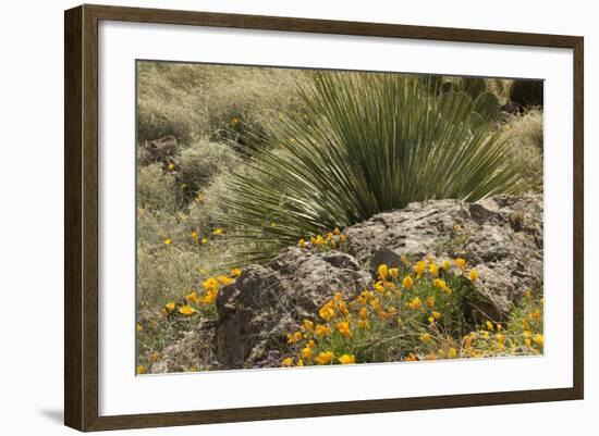 Mexican Poppies, narrow-Leaf Yucca and Other Chihuahuan Desert Plants in Rockhound State Park, NM-null-Framed Photographic Print