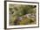 Mexican Poppies, narrow-Leaf Yucca and Other Chihuahuan Desert Plants in Rockhound State Park, NM-null-Framed Photographic Print