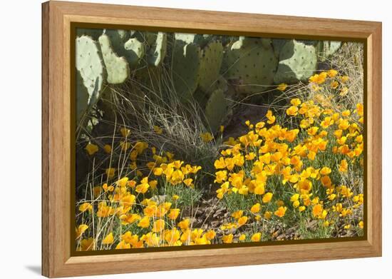 Mexican Poppies, Prickly-Pear and Other Chihuahuan Desert Plants in Rockhound State Park, NM-null-Framed Premier Image Canvas