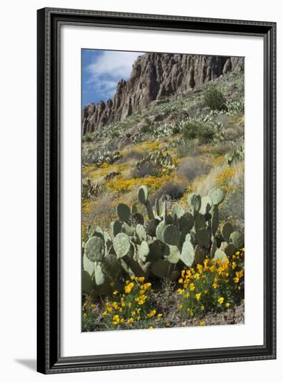 Mexican Poppies, Prickly-Pear and Other Chihuahuan Desert Plants in Rockhound State Park, NM--Framed Photographic Print