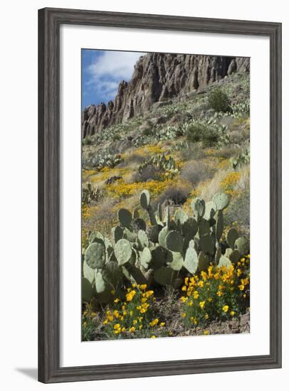 Mexican Poppies, Prickly-Pear and Other Chihuahuan Desert Plants in Rockhound State Park, NM-null-Framed Photographic Print