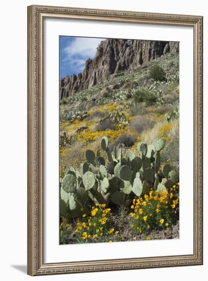 Mexican Poppies, Prickly-Pear and Other Chihuahuan Desert Plants in Rockhound State Park, NM-null-Framed Photographic Print