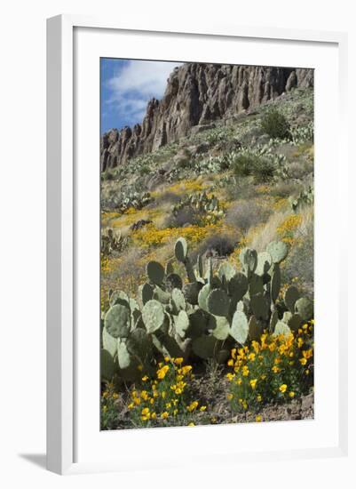 Mexican Poppies, Prickly-Pear and Other Chihuahuan Desert Plants in Rockhound State Park, NM--Framed Photographic Print