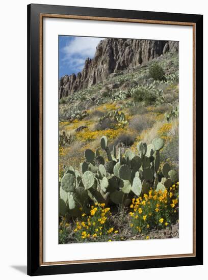 Mexican Poppies, Prickly-Pear and Other Chihuahuan Desert Plants in Rockhound State Park, NM-null-Framed Photographic Print