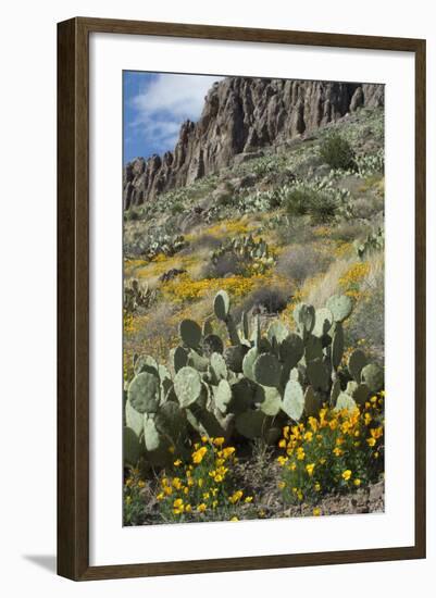 Mexican Poppies, Prickly-Pear and Other Chihuahuan Desert Plants in Rockhound State Park, NM-null-Framed Photographic Print