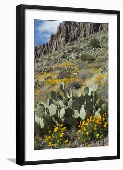 Mexican Poppies, Prickly-Pear and Other Chihuahuan Desert Plants in Rockhound State Park, NM-null-Framed Photographic Print