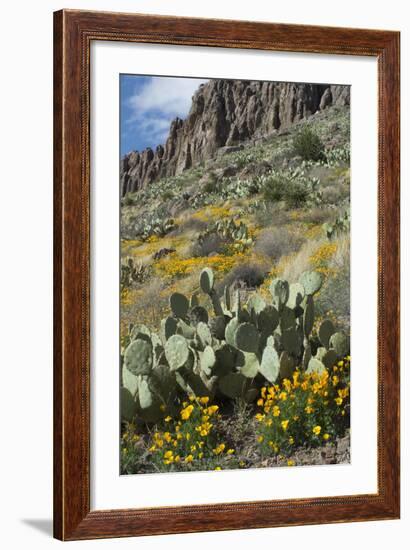 Mexican Poppies, Prickly-Pear and Other Chihuahuan Desert Plants in Rockhound State Park, NM-null-Framed Photographic Print