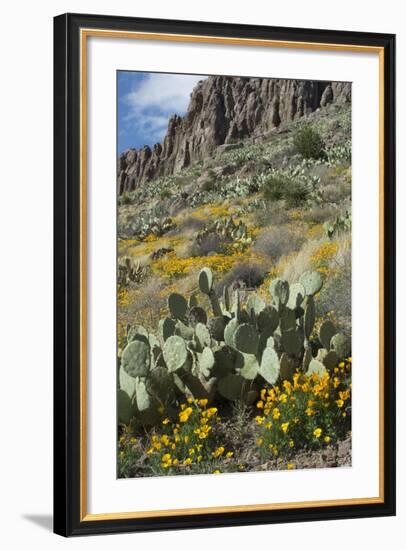 Mexican Poppies, Prickly-Pear and Other Chihuahuan Desert Plants in Rockhound State Park, NM-null-Framed Photographic Print