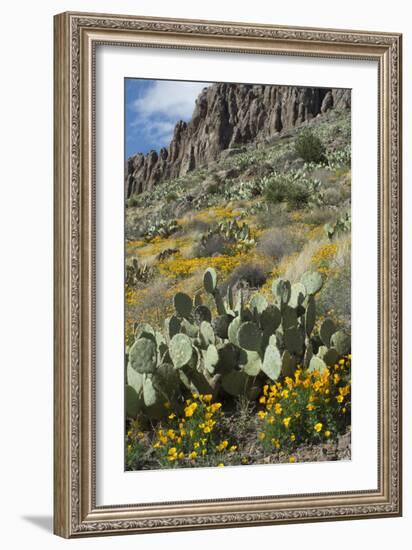 Mexican Poppies, Prickly-Pear and Other Chihuahuan Desert Plants in Rockhound State Park, NM-null-Framed Photographic Print