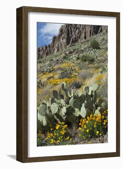 Mexican Poppies, Prickly-Pear and Other Chihuahuan Desert Plants in Rockhound State Park, NM-null-Framed Photographic Print