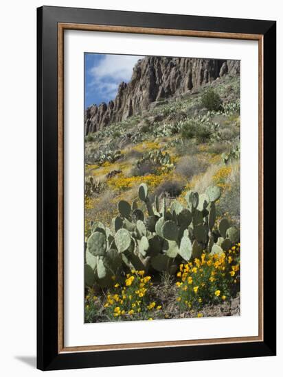 Mexican Poppies, Prickly-Pear and Other Chihuahuan Desert Plants in Rockhound State Park, NM-null-Framed Photographic Print