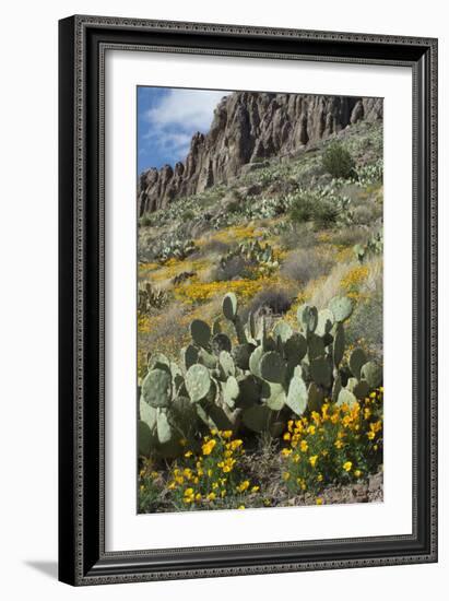 Mexican Poppies, Prickly-Pear and Other Chihuahuan Desert Plants in Rockhound State Park, NM-null-Framed Photographic Print