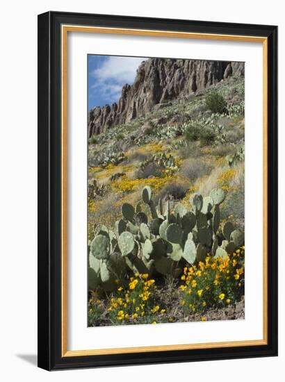 Mexican Poppies, Prickly-Pear and Other Chihuahuan Desert Plants in Rockhound State Park, NM-null-Framed Photographic Print