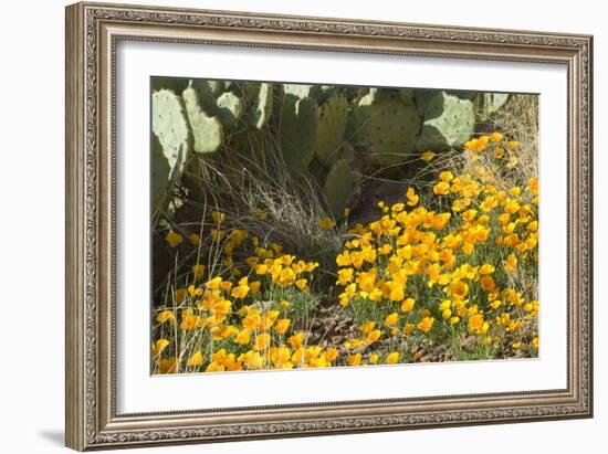 Mexican Poppies, Prickly-Pear and Other Chihuahuan Desert Plants in Rockhound State Park, NM-null-Framed Photographic Print