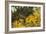 Mexican Poppies, Prickly-Pear and Other Chihuahuan Desert Plants in Rockhound State Park, NM-null-Framed Photographic Print