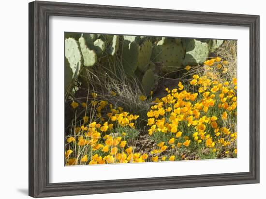 Mexican Poppies, Prickly-Pear and Other Chihuahuan Desert Plants in Rockhound State Park, NM-null-Framed Photographic Print