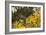 Mexican Poppies, Prickly-Pear and Other Chihuahuan Desert Plants in Rockhound State Park, NM-null-Framed Photographic Print