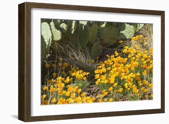 Mexican Poppies, Prickly-Pear and Other Chihuahuan Desert Plants in Rockhound State Park, NM--Framed Photographic Print