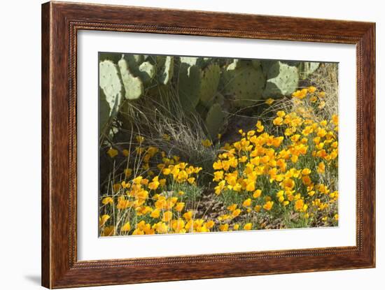 Mexican Poppies, Prickly-Pear and Other Chihuahuan Desert Plants in Rockhound State Park, NM-null-Framed Photographic Print