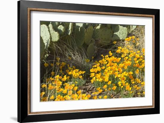 Mexican Poppies, Prickly-Pear and Other Chihuahuan Desert Plants in Rockhound State Park, NM--Framed Photographic Print